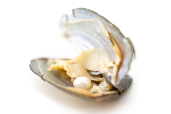 Die Perle in der Muschel